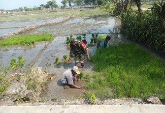 Babinsa Krandegan Dampingi Petani Siapkan Bibit Padi