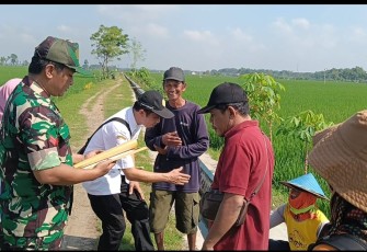 Babinsa Dampingi Petani Wujudkan Ketahanan Pangan