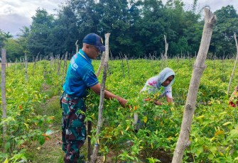 Pos Fatubesi Atas Dukung Ketahanan Pangan dengan Membantu Panen Cabai Warga di Perbatasan