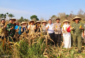 Wakil Gubernur Kepulauan Riau Nyanyang Haris Pratamura melakukan kunjungan lapangan sekaligus panen bersama Kelompok Tani (Poktan) Bintan Jaya di Kampung Kangboi, Desa Toapaya Utara, Kecamatan Toapaya