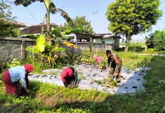 Babinsa Dampingi KWT Mekar Sari Bersihkan Lahan, Dorong Panen Sayuran Melimpah
