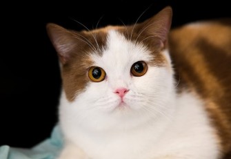 Imlek Dimulai Dengan Cara yang Lebih Meowgic di Grand Galaxy Park Bekasi