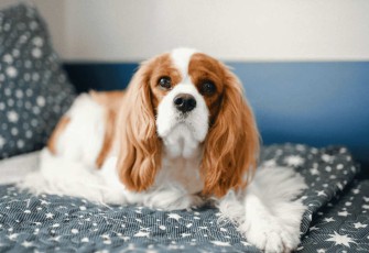 Kenapa Cavalier King Charles Spaniel Jadi Salah Satu Doggy Favorit Pecinta Hewan