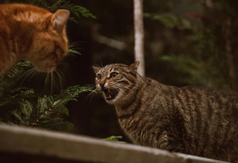 Tips Menangani Kucing Berantem di Rumah