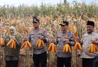 Kapolda Jawa Timur, Irjen Pol. Drs.  Nanang Avianto, M.SI, bersama  Gubernur Jawa Timur Khofifah Indar Parawansa melaksanakan panen raya Jagung di kawasan Pusat Pelatihan Pertanian Taruna Bumi, Green Farm Banyuwangi, Jawa Timur, Sabtu (28/2/2026)