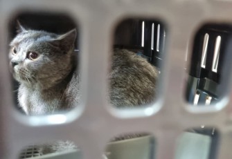 Pengiriman Hewan Peliharaan Via KAI Logistik Meningkat