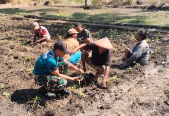 Yonarmed 12 Kostrad Dukung Ketahanan Pangan Melalui Penanaman Tomat Bersama Warga Laktutus