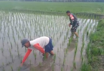 Babinsa Kodim Ponorogo Bantu Penyiangan Tanaman Padi