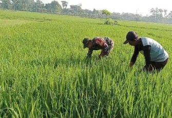 Babinsa Kodim Ponorogo saat Bantu Petani Penyiangan Tanaman Padi