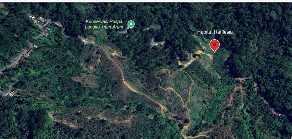 Habitat Rafflesia Arnoldi