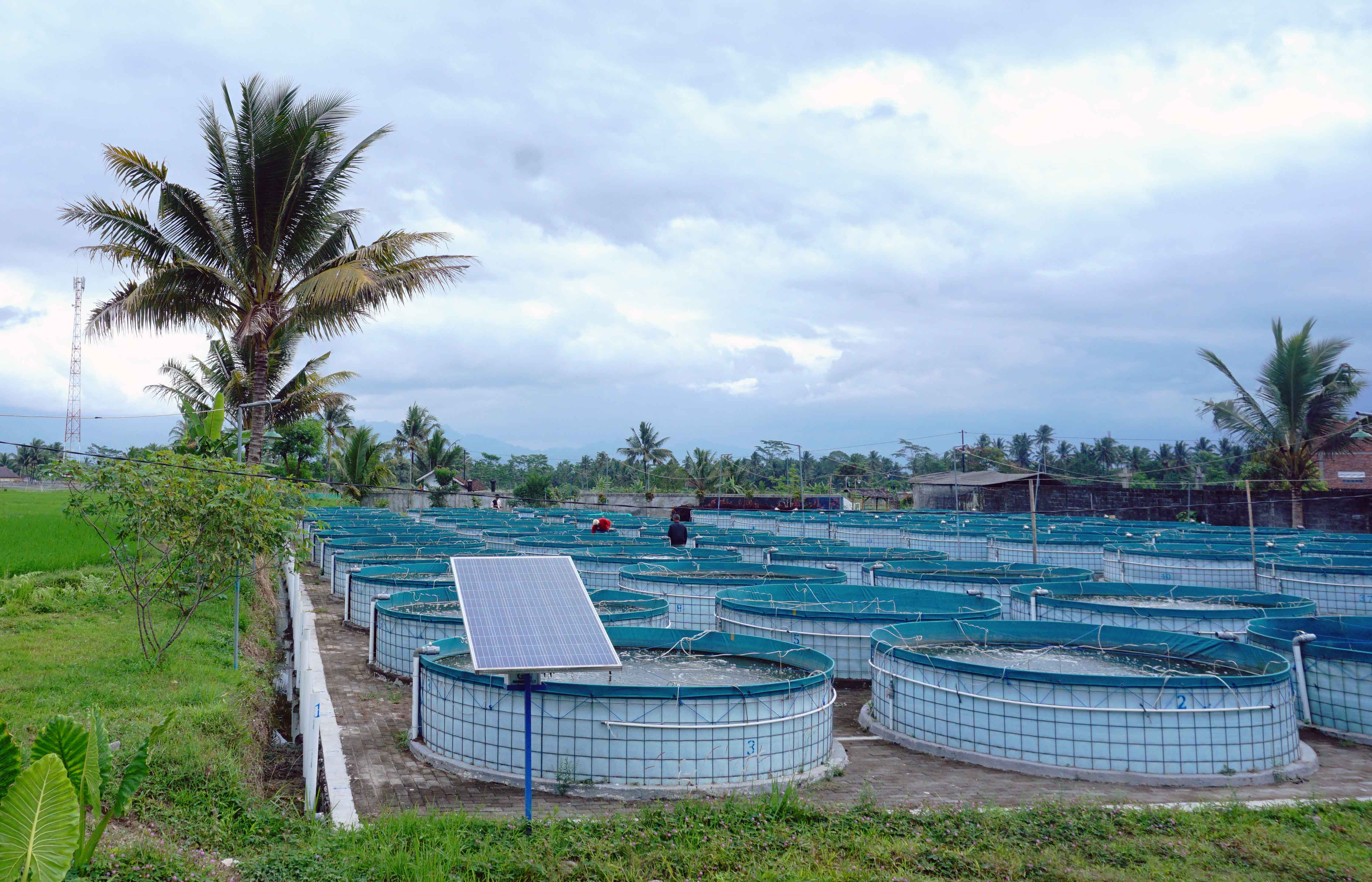 Kolam Ikan Sistem Bioflok.