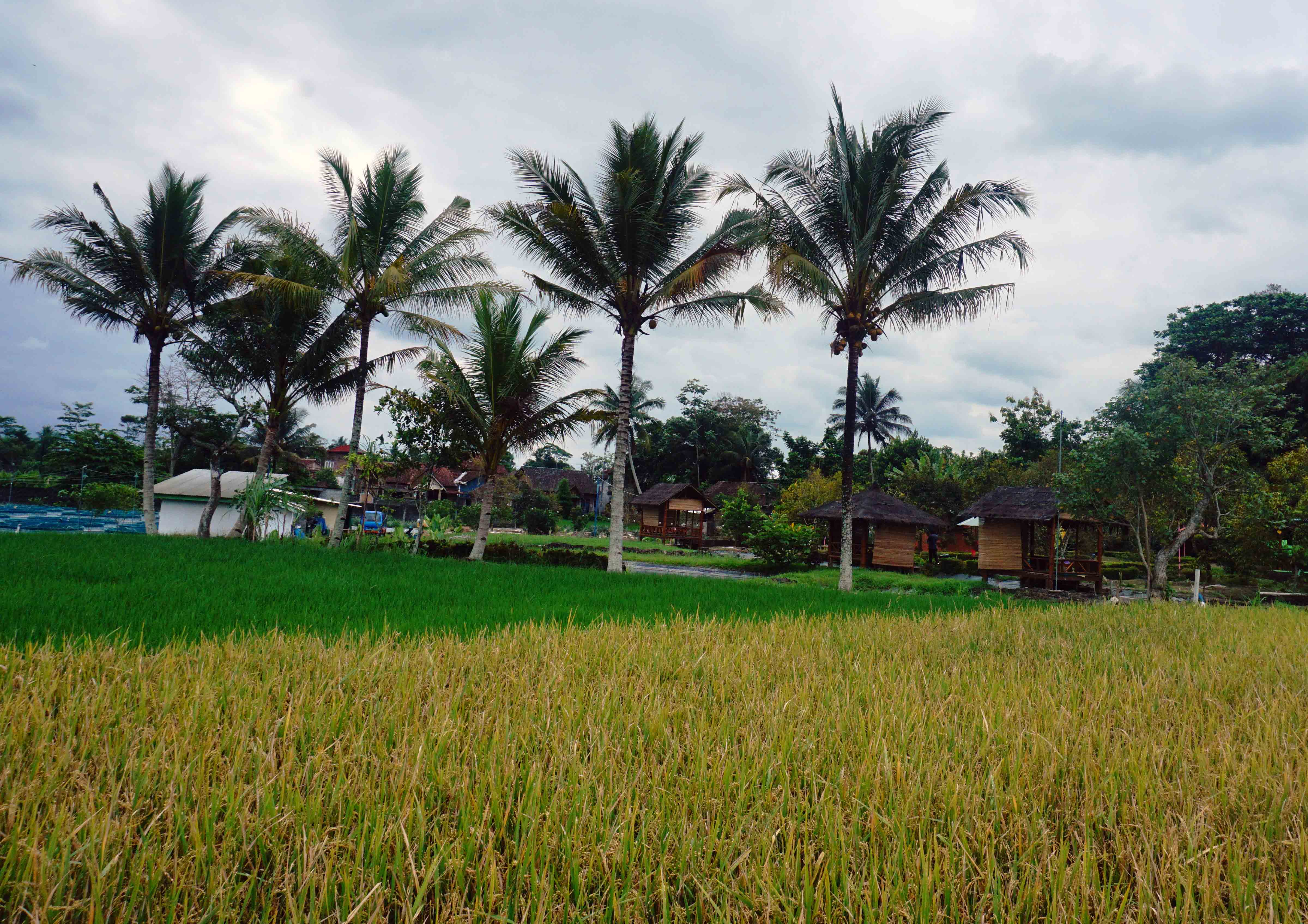 Panorama Persawahan di Destinasi Agrowisata Sawah Kakung.