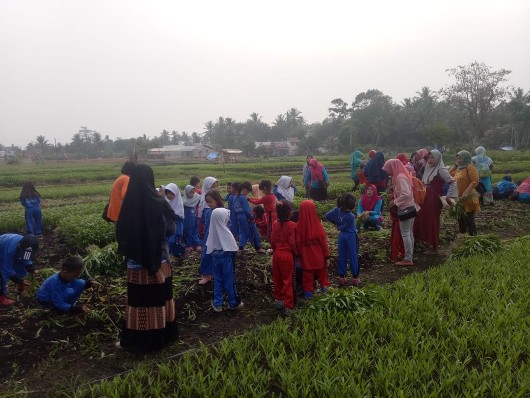 Kegiatan Panen Sayur Murid TK Tunas Harapan didampingi guru dan wali murid