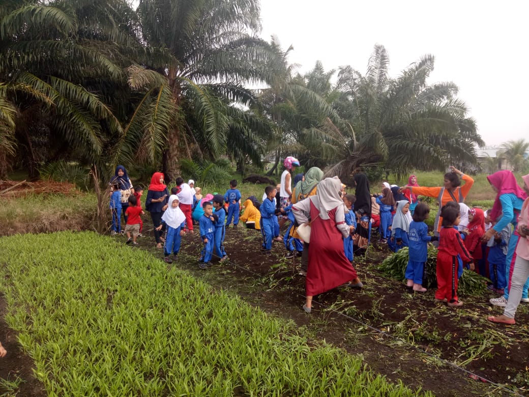 Kegiatan Panen Sayur Murid TK Tunas Harapan didampingi guru dan wali murid