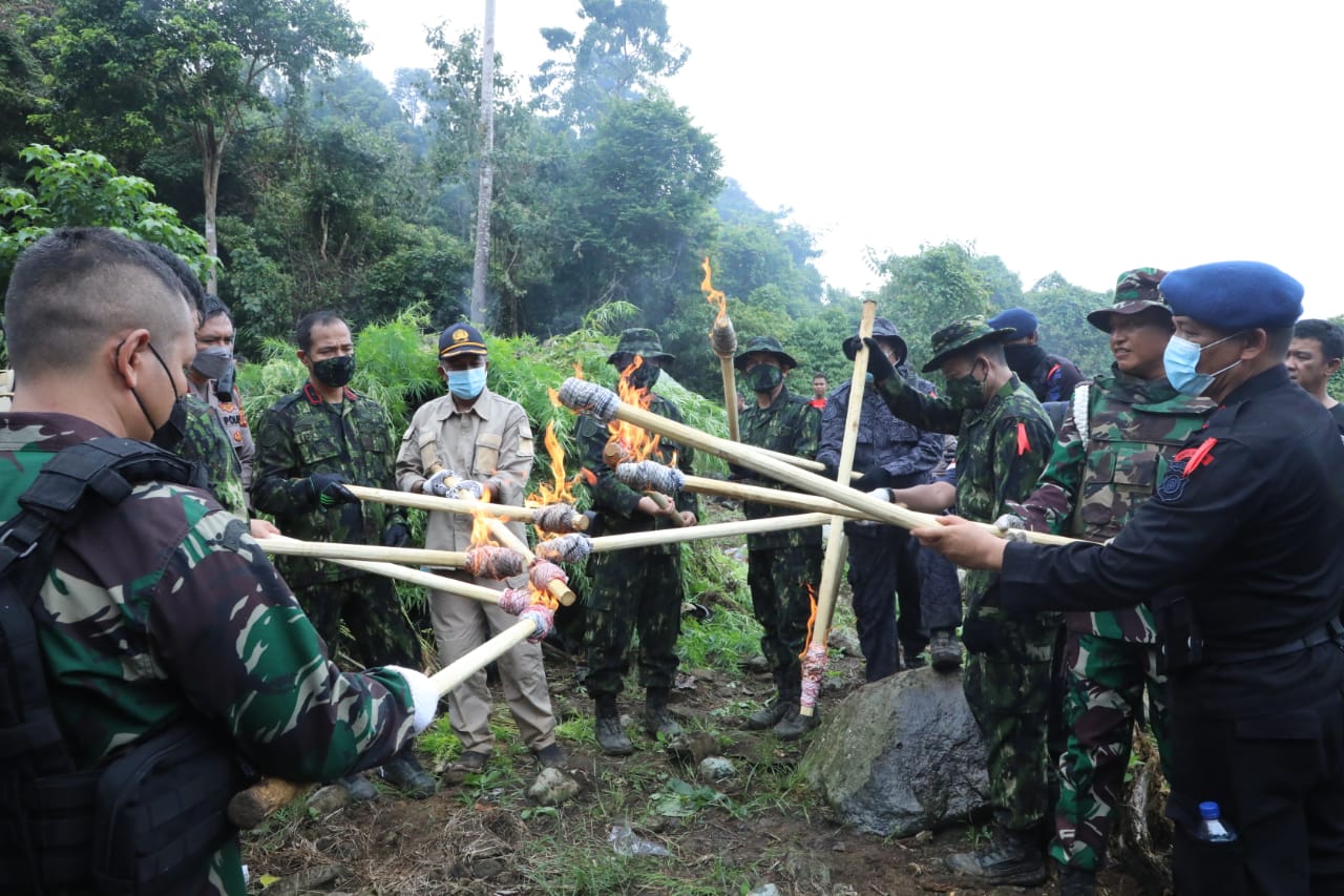 ladang ganja