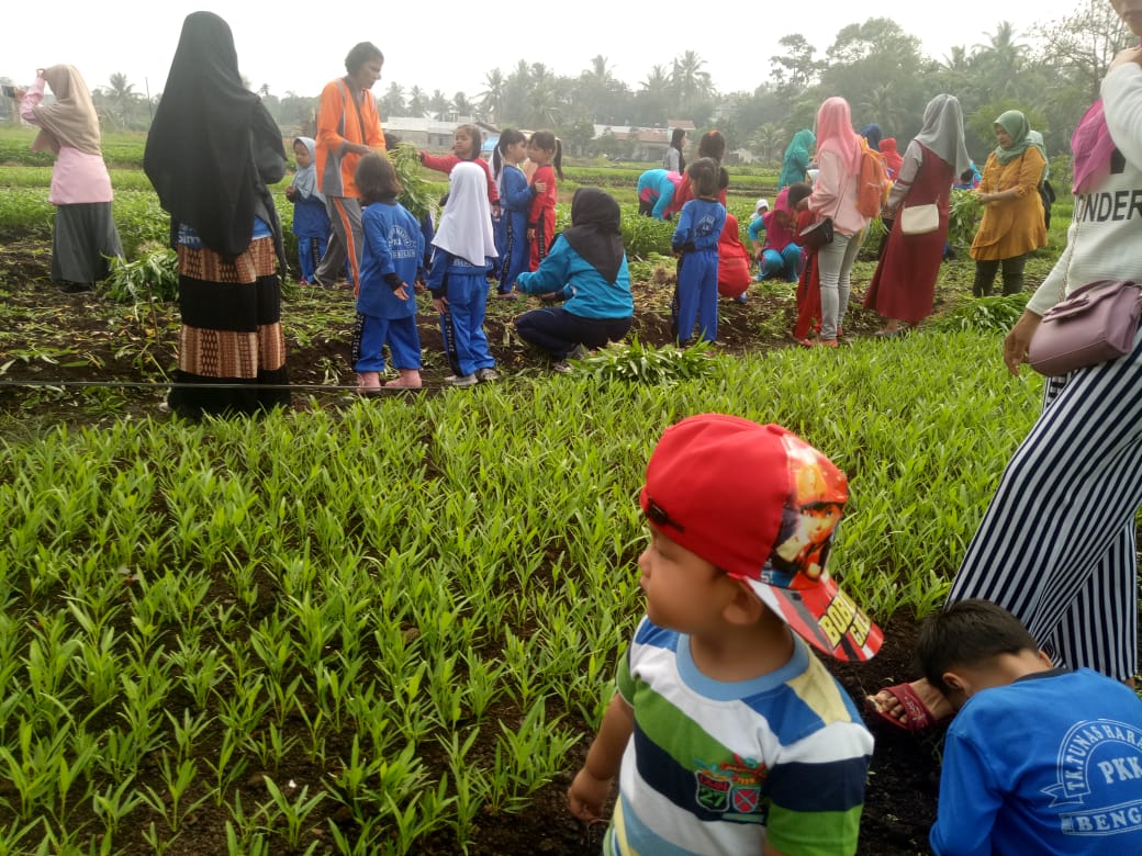 Kegiatan Panen Sayur Murid TK Tunas Harapan didampingi guru dan wali murid