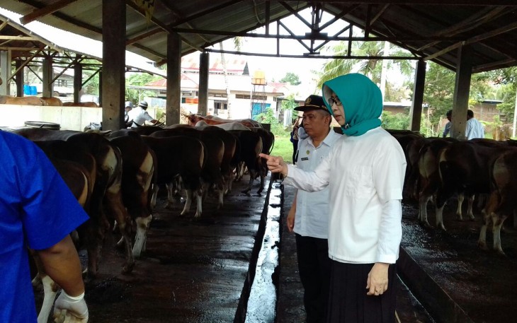 Pengecekan Hewan Kurban oleh Kepala Disnakeswan Provinsi Bengkulu.
