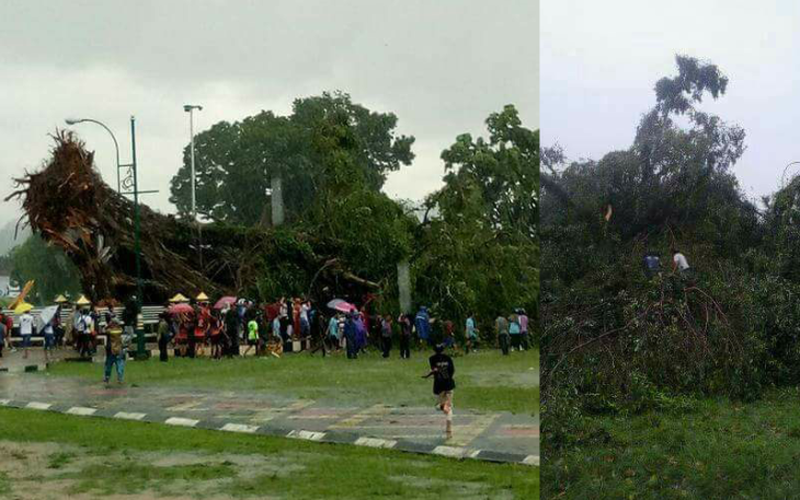 Pohon tumbang saat peristiwa terjadi. Foto : Yuni Rusmini 