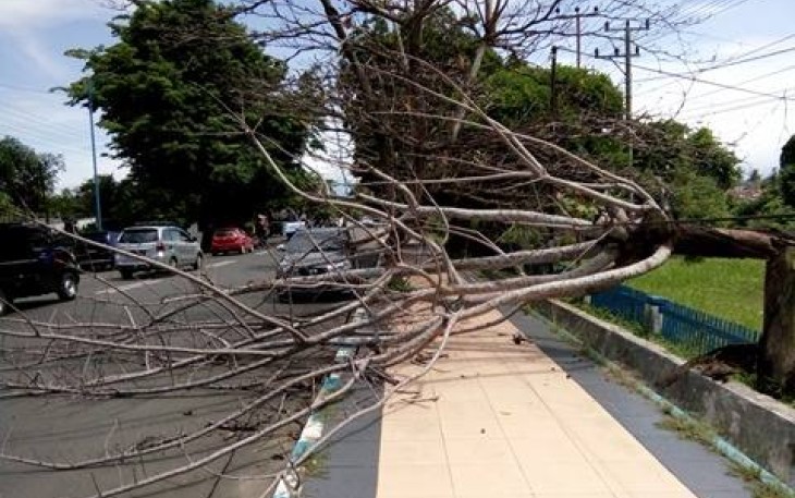 Pohon tumbang tutupi separuh badan jalan 
