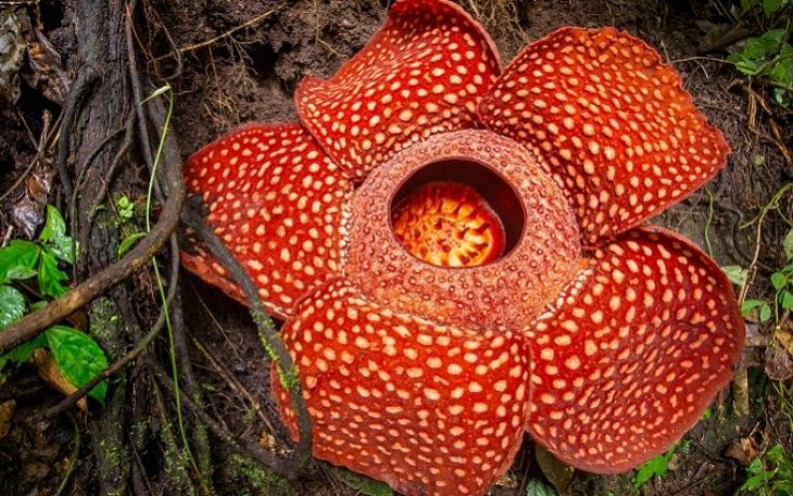 Rafflesia arnoldii. Foto (net)
