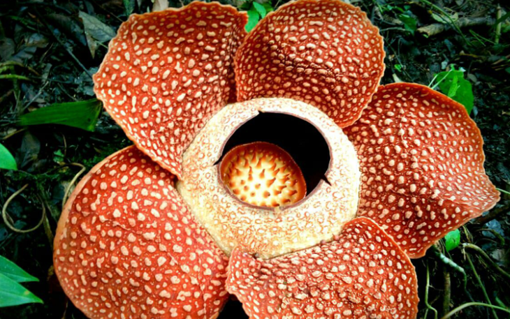 Bunga Rafflesia yang mekar di Rejang Lebong