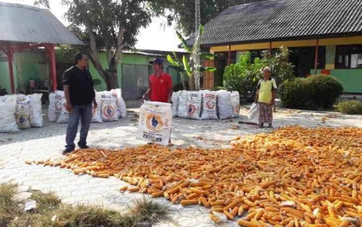 Petani Jagung Desa Jatimulya Berharap ada bantuan air untuk pengairan di musim kemarau