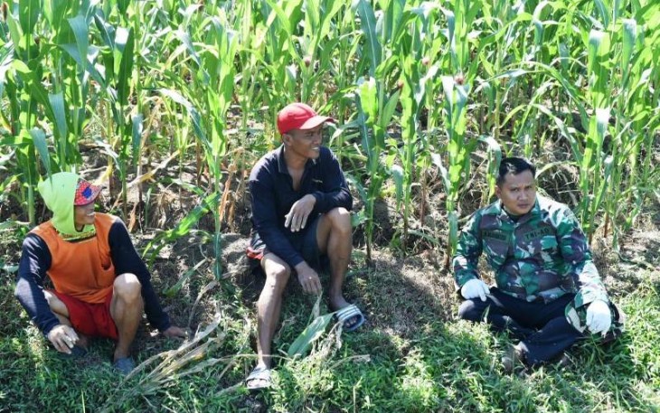 Satgas TMMD Tegal Lakukan Komunikasi Sosial di Ladang Jagung