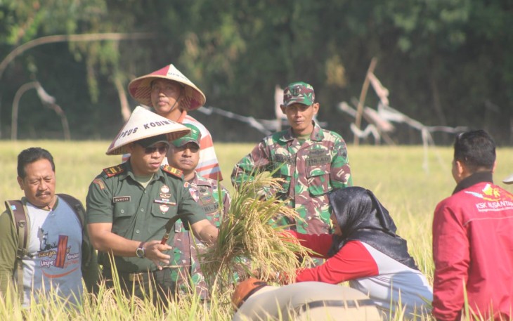 Plh Danramil 21/Trangkil panen bareng warga