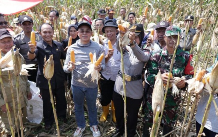 Bupati Bengkulu Selatan Gusnan Mulyadi Panen Jagung Bersama Petani 