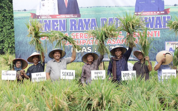 Panen Padi di Desa Serdang
