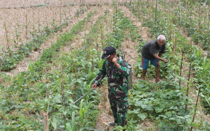 Jaga Keharmonisan Dengan Warga, Anggota Satgas TMMD ke- 106 Bantu Petani Semprot Tanaman