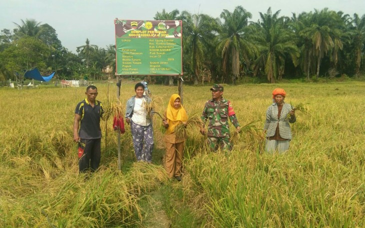  Babinsa Ramil 08 RP Sertu Jurus Kudadiri Dampingi Kegiatan Memanen Padi 