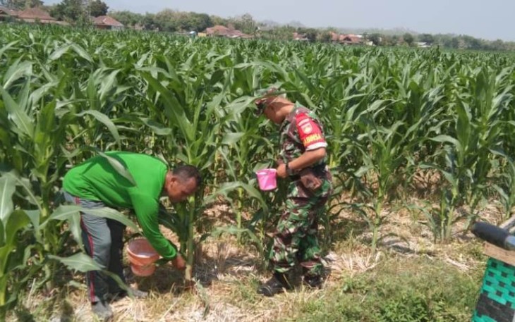 Sertu Sugiman Babinsa Cawas Dampingi Petani Pupuk Tanaman Jagung