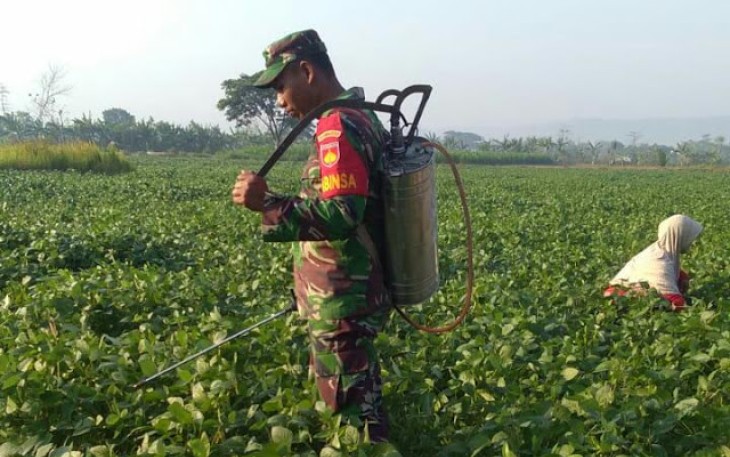 Serka Sriyono Dampingi Petani di lahan Blok H Penyemprotan Kedelai