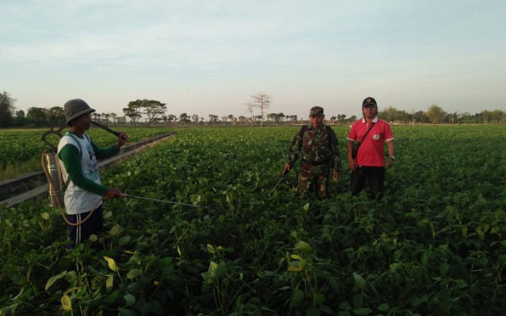 Babinsa Cawas Dan PPL Bersama Petani Adakan Penyemprotan Pupuk