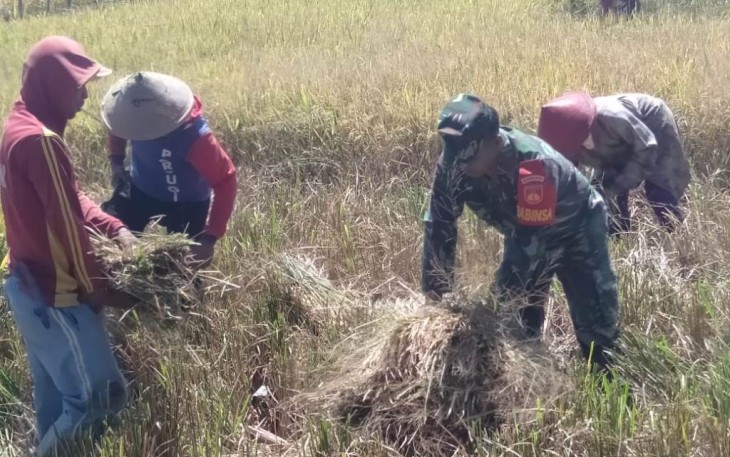 Serma Riantoko Dampingi Petani Panen Padi 