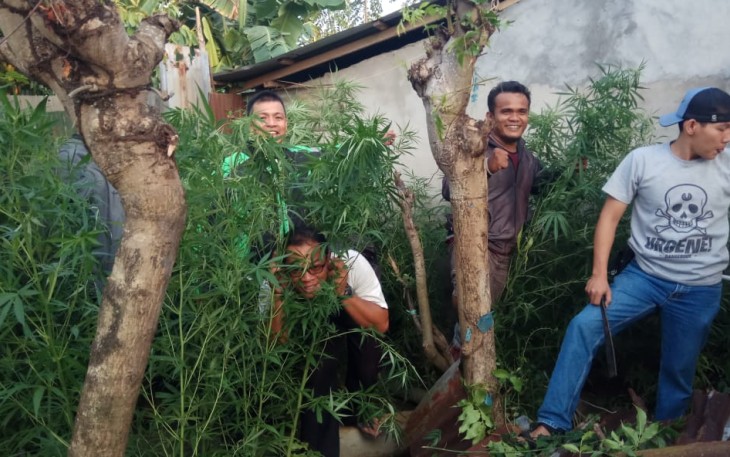 Anggota Dit Res Narkoba saat mengamankan tanaman ganja di pekarangan rumah tersangka