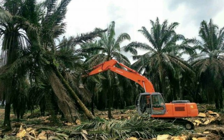  Program Peremajaan Kelapa Sawit
