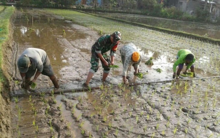 Semangat Babinsa Gentan Terjun ke Sawah Bantu Petani  