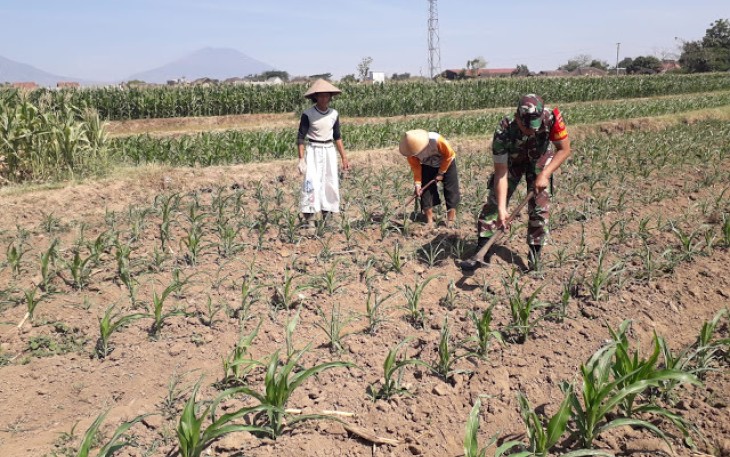 Babinsa Tulung Dangir Jagung Bersama Petani