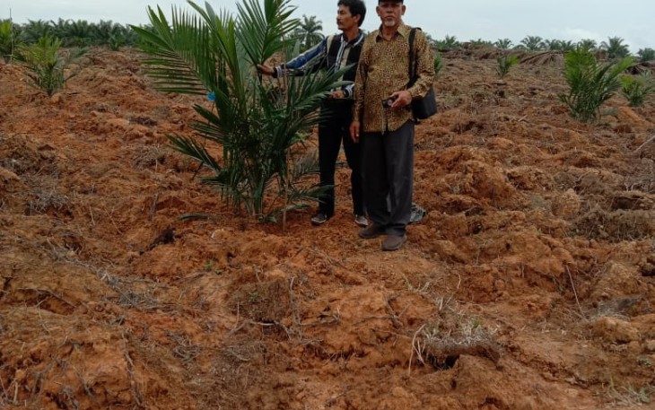 Aceh Utara Launching Penanaman Perdana Program Replanting Sawit