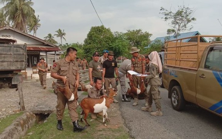 Satpol PP Bengkulu Selatan Lakukan Operasi Ternak 