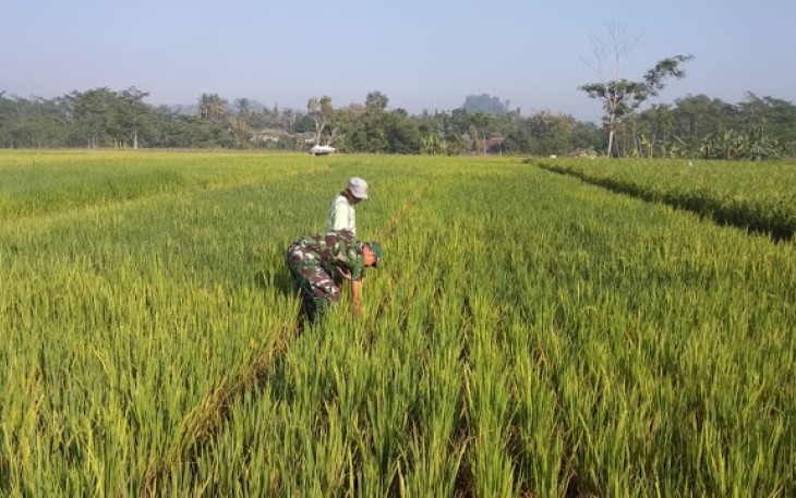 Babinsa Beri Semangat Petani Dalam Membersihkan Gulma   