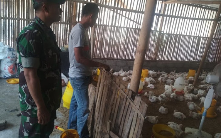 Peternak Ayam Manisrenggo Di Datangi Babinsa  