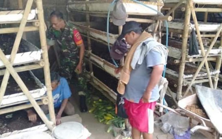 Babinsa Manisrenggo Sambangi Lokasi Budidaya Cabe