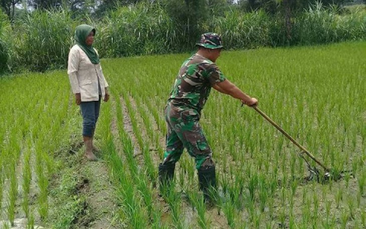 Babinsa Dampingi Petani Rawat Tanaman Padi   
