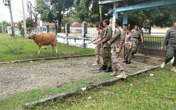 Penertiban Hewan Ternak 