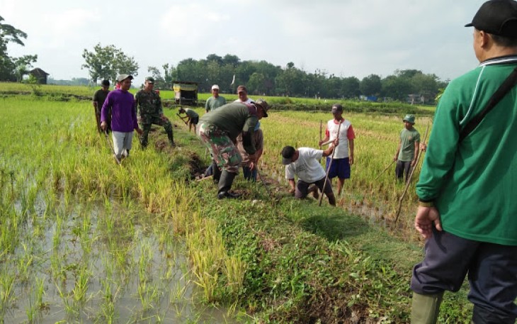 Babinsa Wonosari Terjun Kesawah Geropyokan Tikus Bersama Petani 