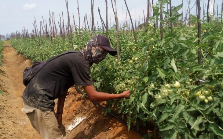 Misnun saat mengecek perkembangan tanaman tomatnya