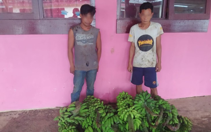 Pelaku pencuri belasan tandan pisang. (Doc. Foto. Humas Polres Tanggamus)